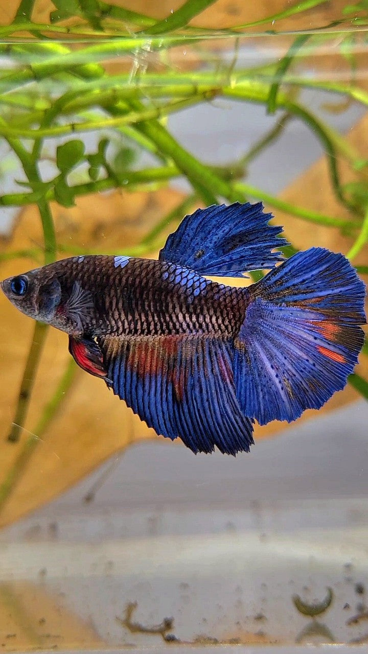 FEMALE HALFMOON ROSETAIL BLACK GALAXY BLUE AVATAR BETTA FISH