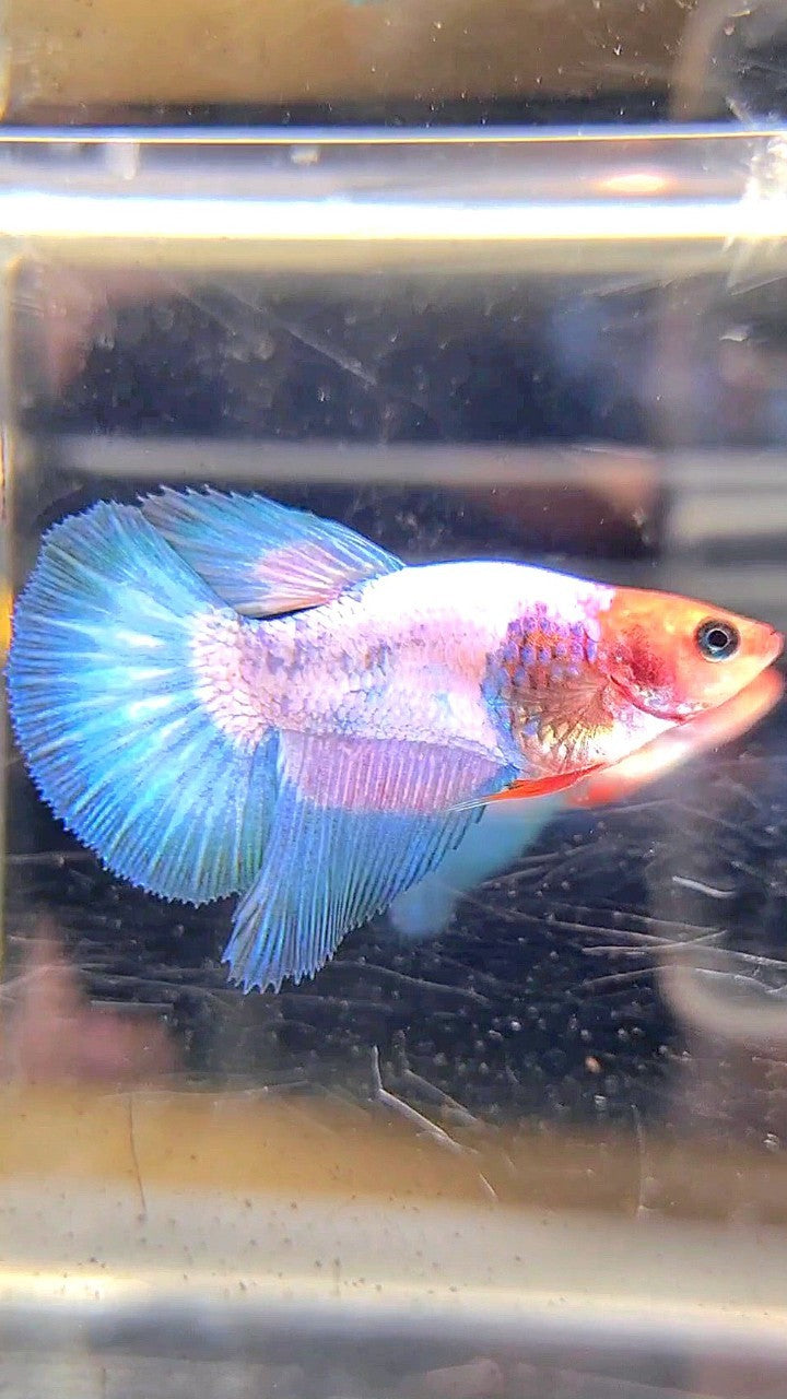 FEMALE HALFMOON WHITESCALE FANCY BETTA FISH