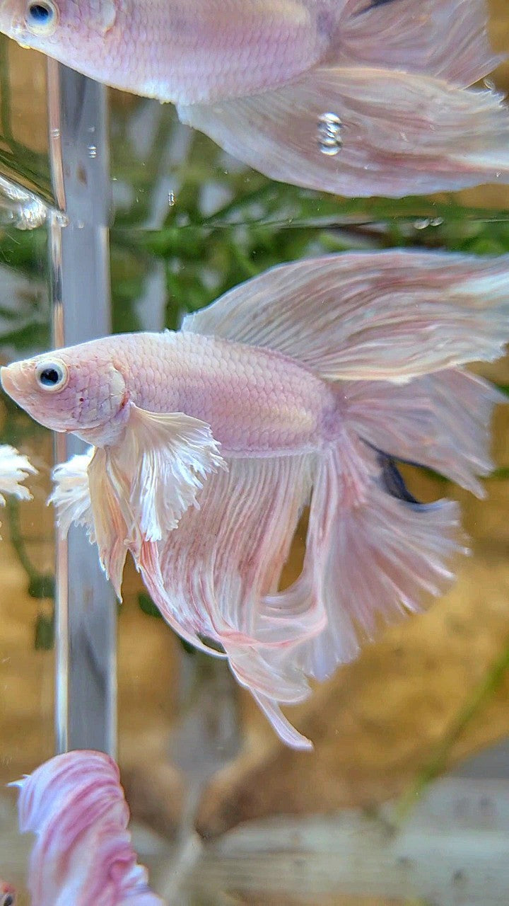 HALFMOON DOUBLE TAIL DUMBO EAR WHITE PINK FLAMINGGO BETTA FISH