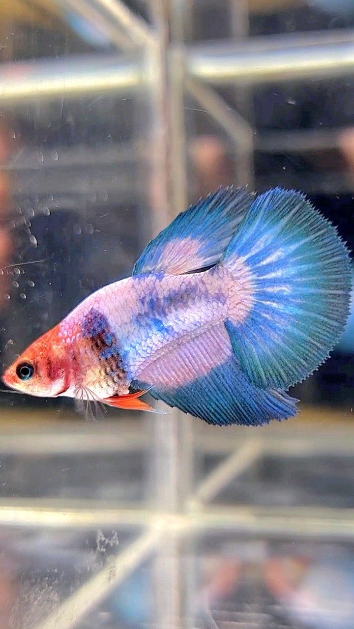 FEMALE HALFMOON WHITESCALE FANCY BETTA FISH