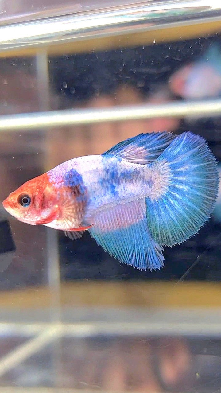 FEMALE HALFMOON WHITESCALE FANCY BETTA FISH