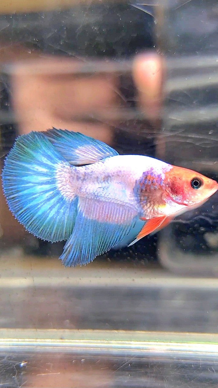 FEMALE HALFMOON WHITESCALE FANCY BETTA FISH