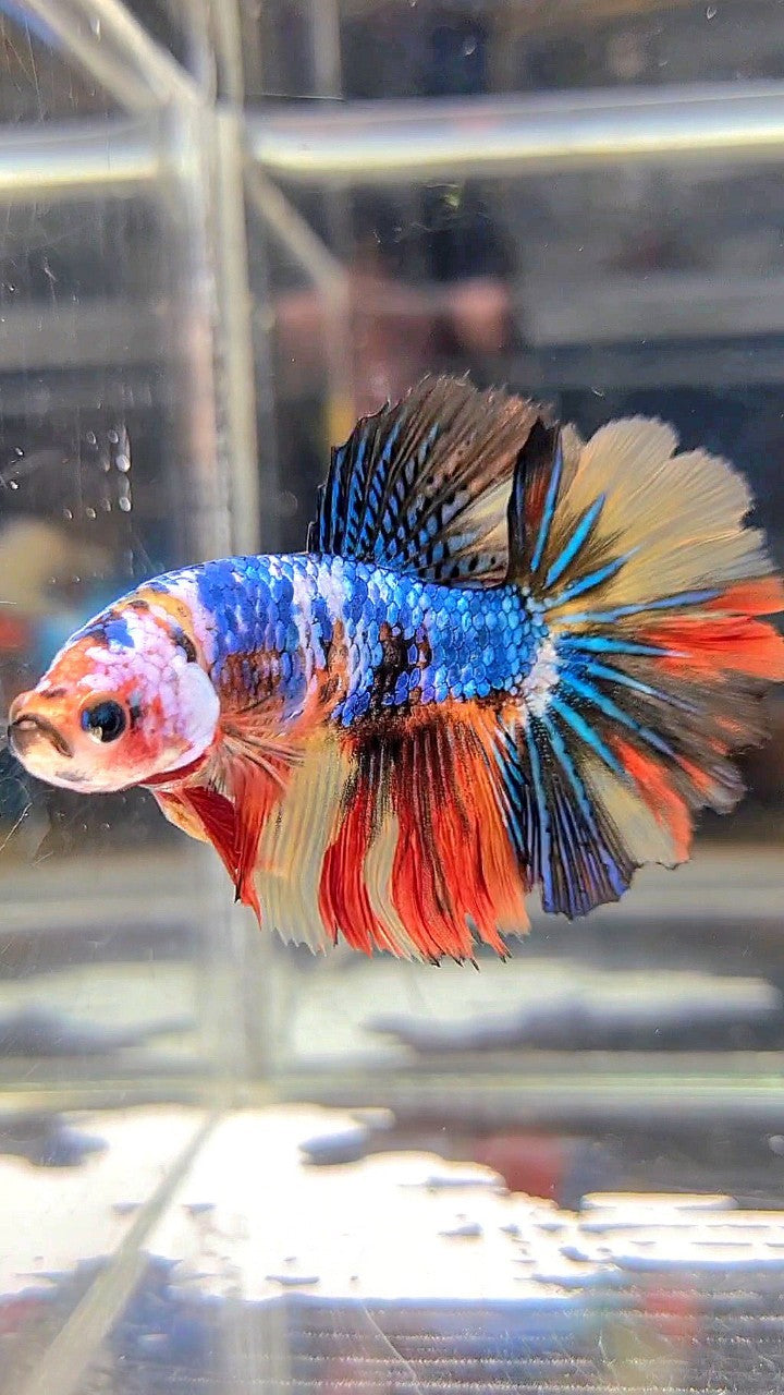 FEMALE HALFMOON ROSETAIL BLUE YELLOW MULTICOLOR BETTA FISH