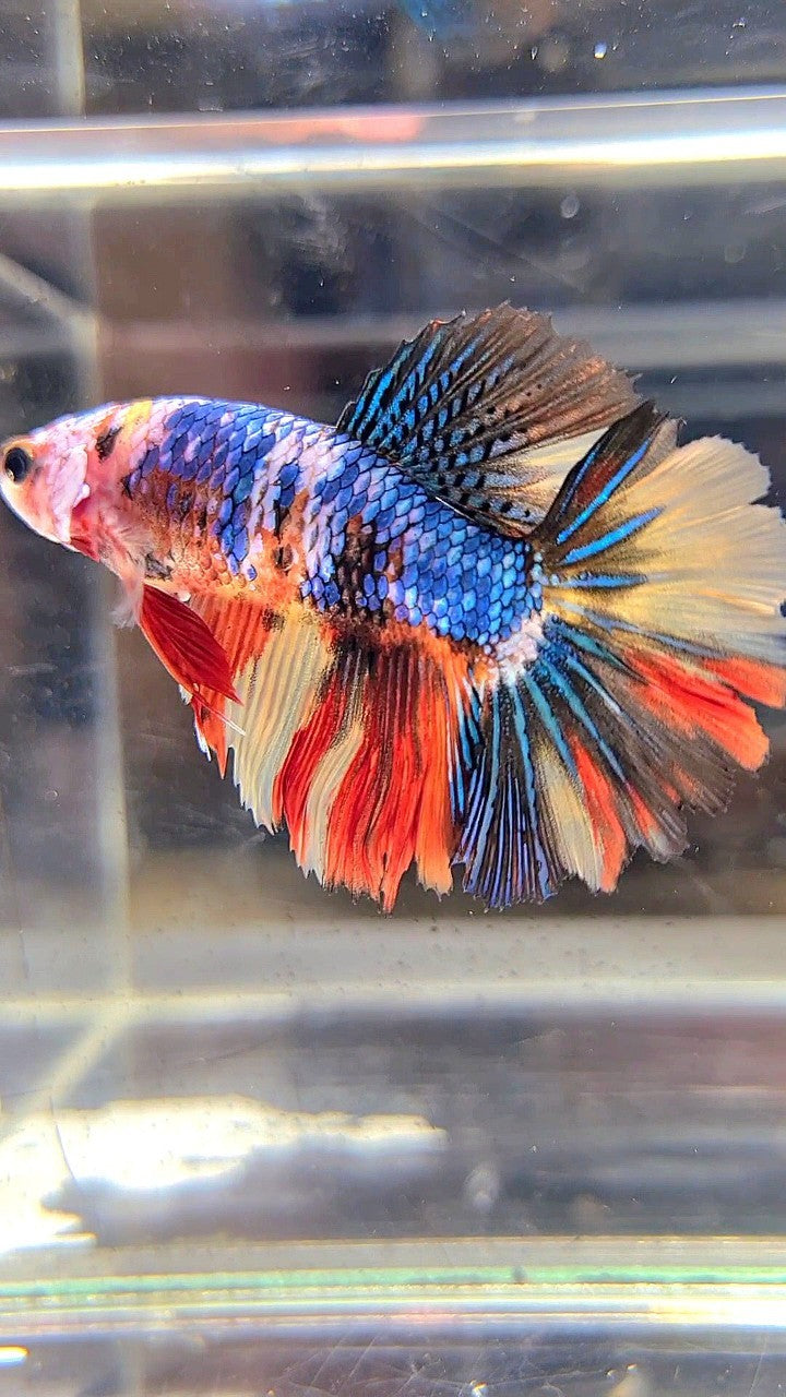 FEMALE HALFMOON ROSETAIL BLUE YELLOW MULTICOLOR BETTA FISH