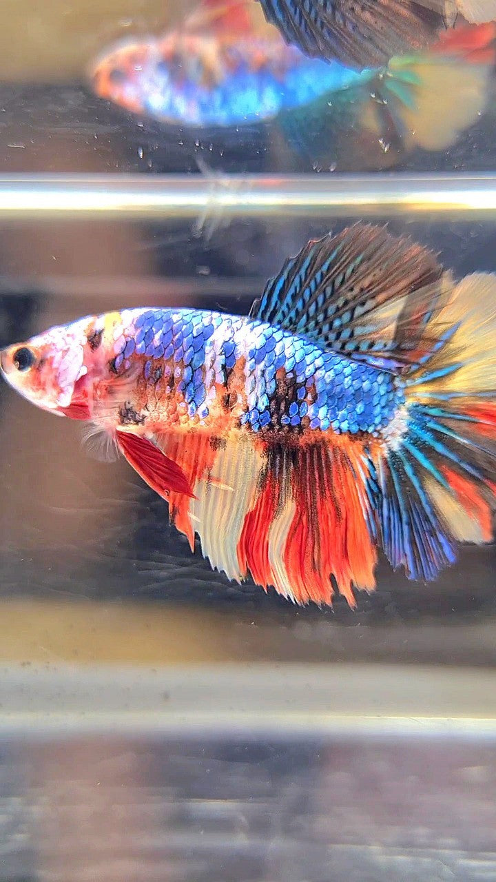 FEMALE HALFMOON ROSETAIL BLUE YELLOW MULTICOLOR BETTA FISH