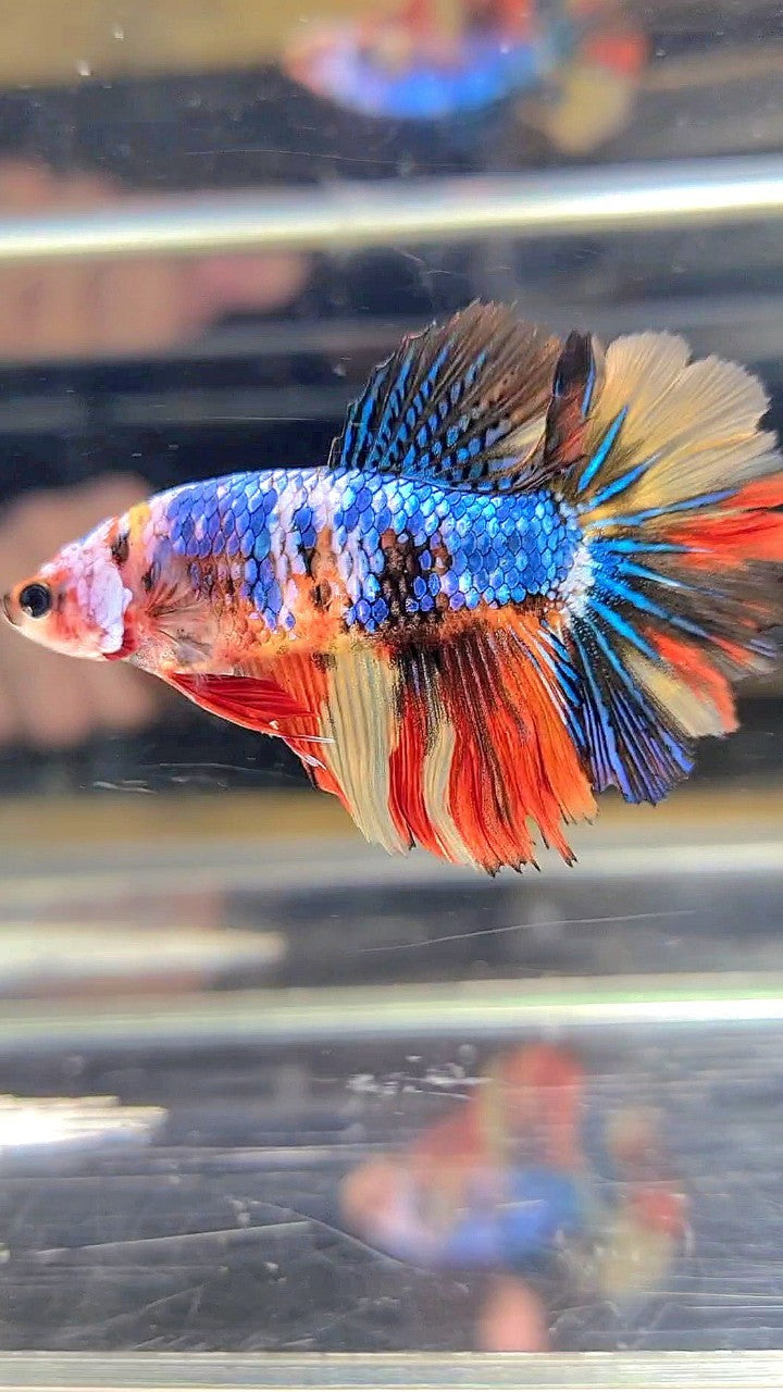 FEMALE HALFMOON ROSETAIL BLUE YELLOW MULTICOLOR BETTA FISH