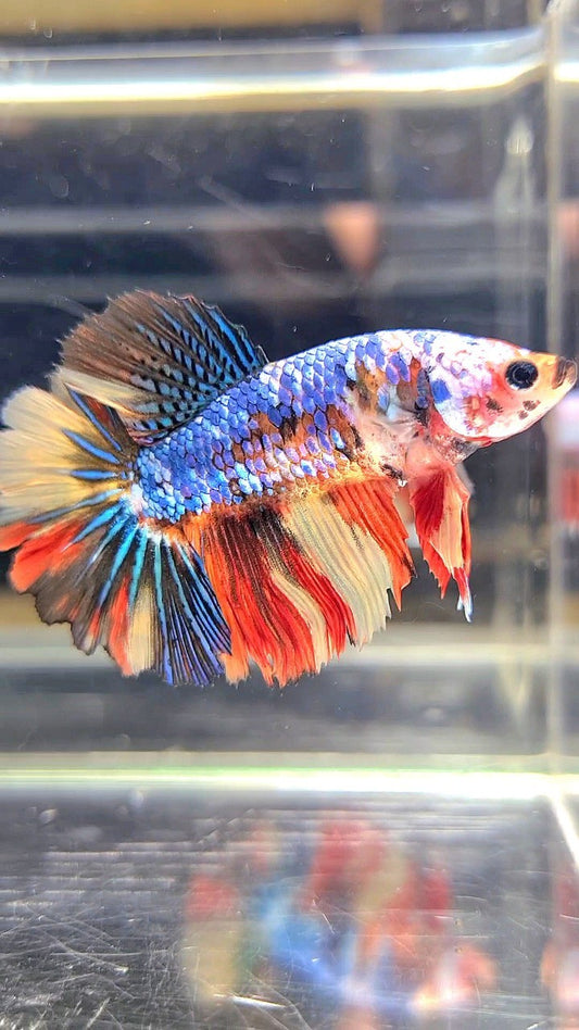 FEMALE HALFMOON ROSETAIL BLUE YELLOW MULTICOLOR BETTA FISH