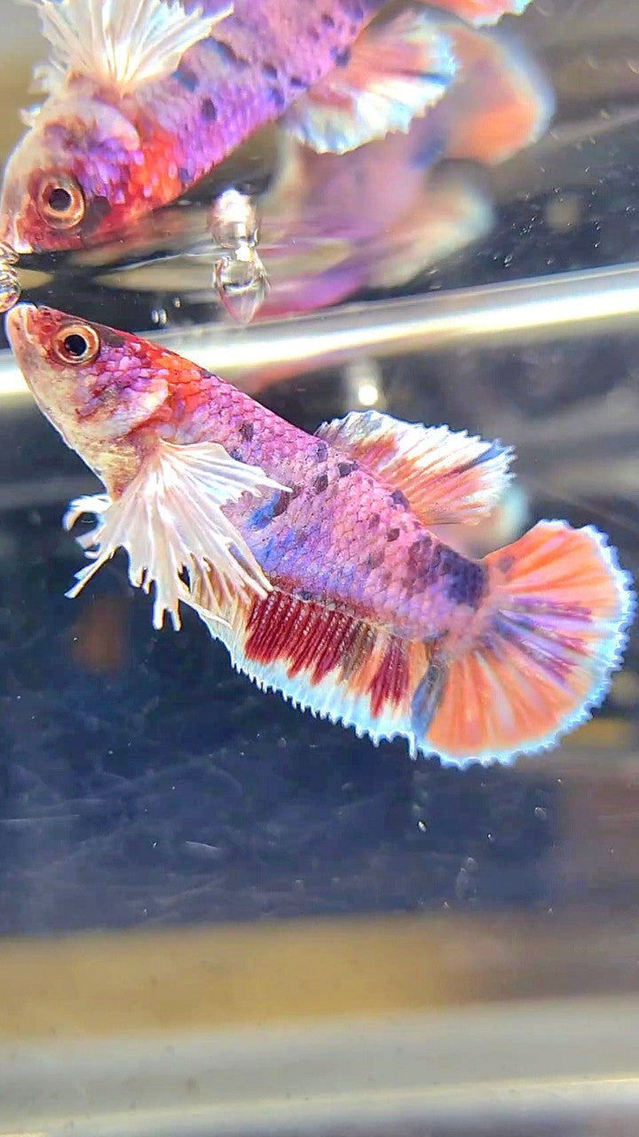 FEMALE PLAKAT DUMBO EAR PURPLE CANDY MULTICOLOR BETTA FISH