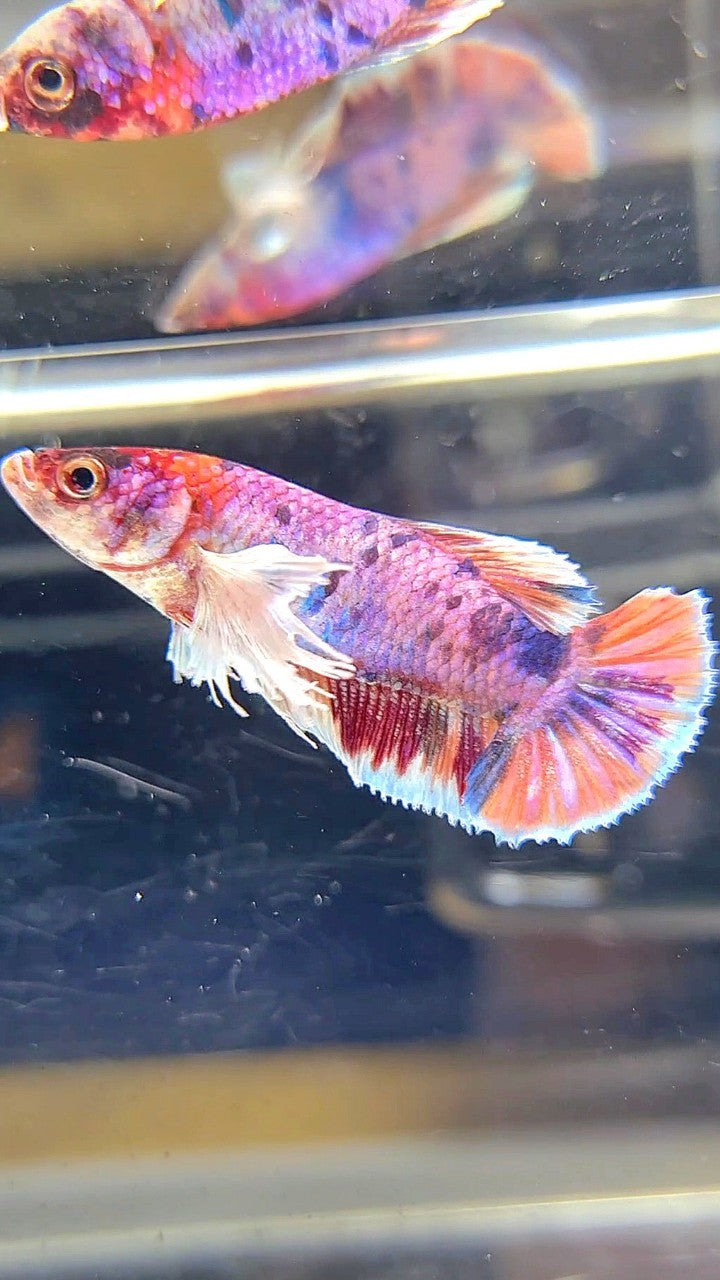 FEMALE PLAKAT DUMBO EAR PURPLE CANDY MULTICOLOR BETTA FISH