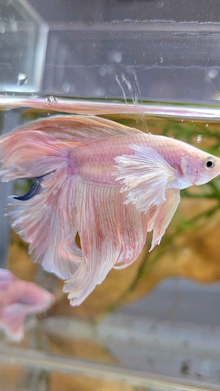 HALFMOON DOUBLE TAIL DUMBO EAR WHITE PINK FLAMINGGO BETTA FISH