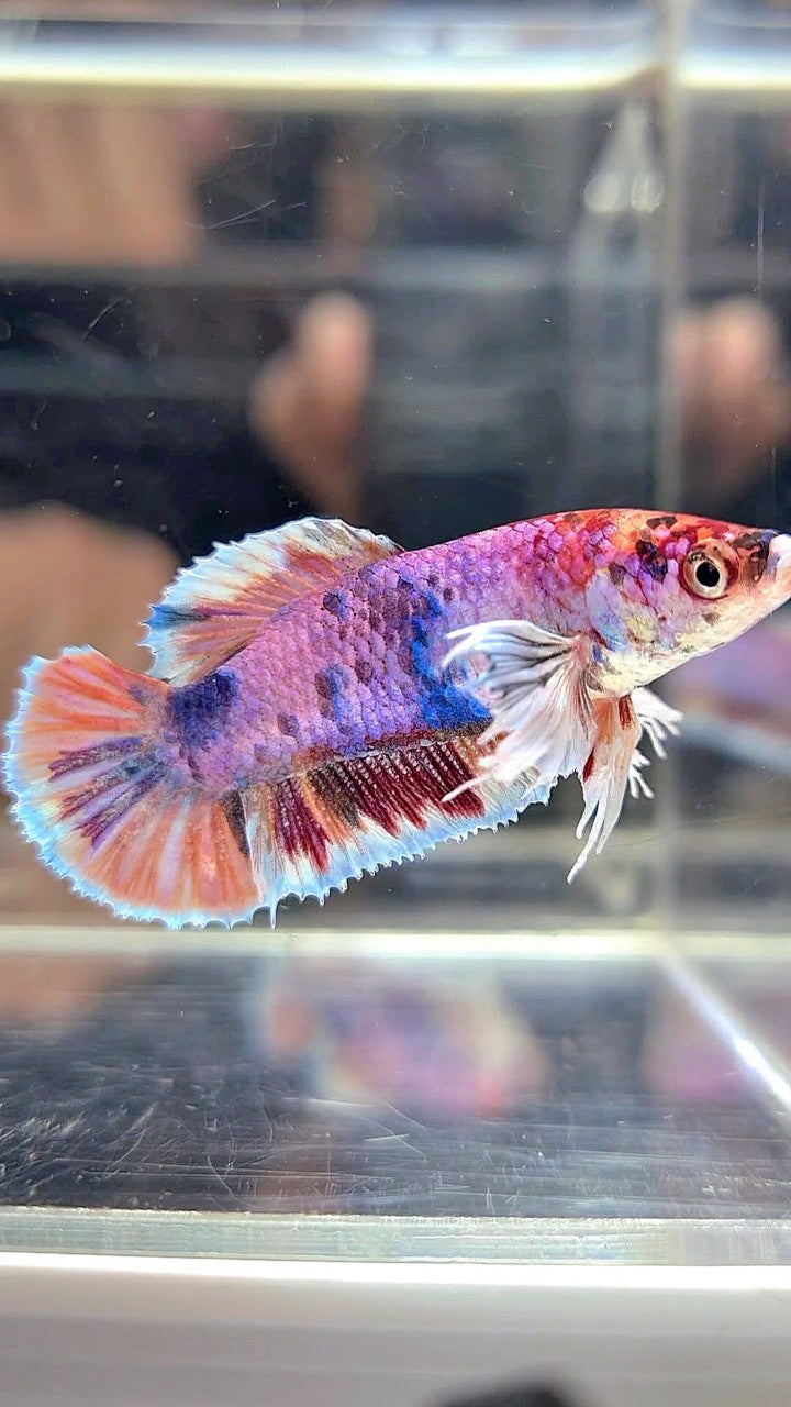 FEMALE PLAKAT DUMBO EAR PURPLE CANDY MULTICOLOR BETTA FISH