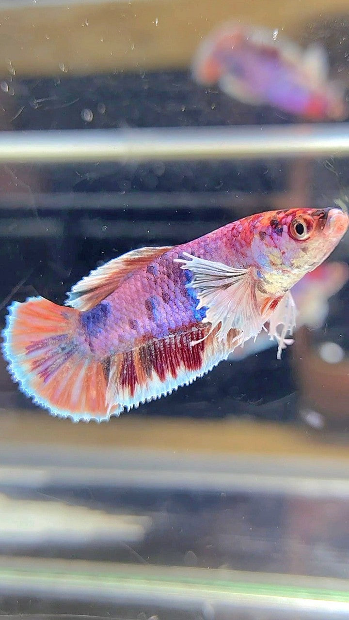 FEMALE PLAKAT DUMBO EAR PURPLE CANDY MULTICOLOR BETTA FISH