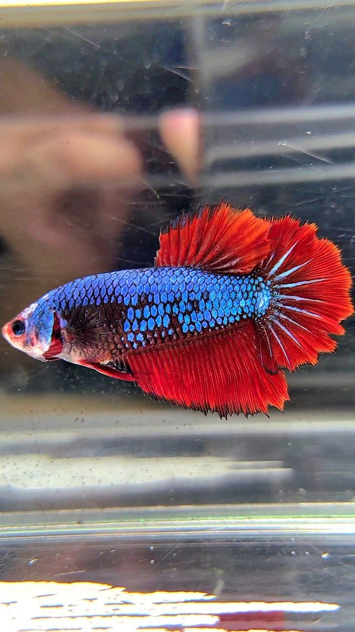 FEMALE HALFMOON ROSETAIL BLUE FANCY MULTICOLOR BETTA FISH