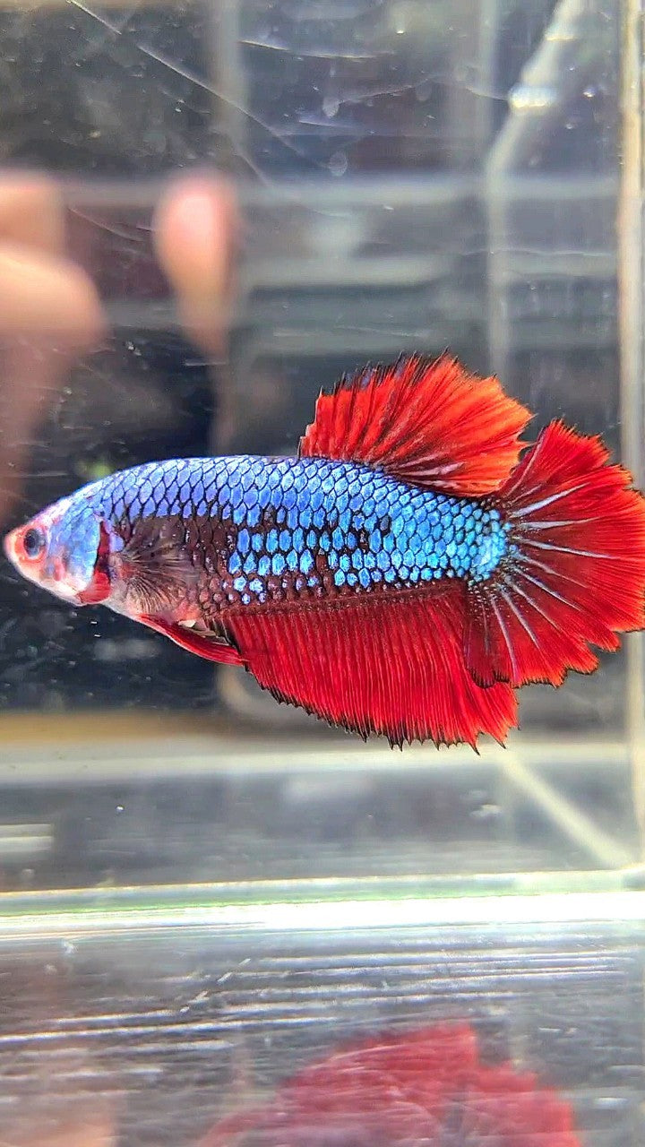 FEMALE HALFMOON ROSETAIL BLUE FANCY MULTICOLOR BETTA FISH