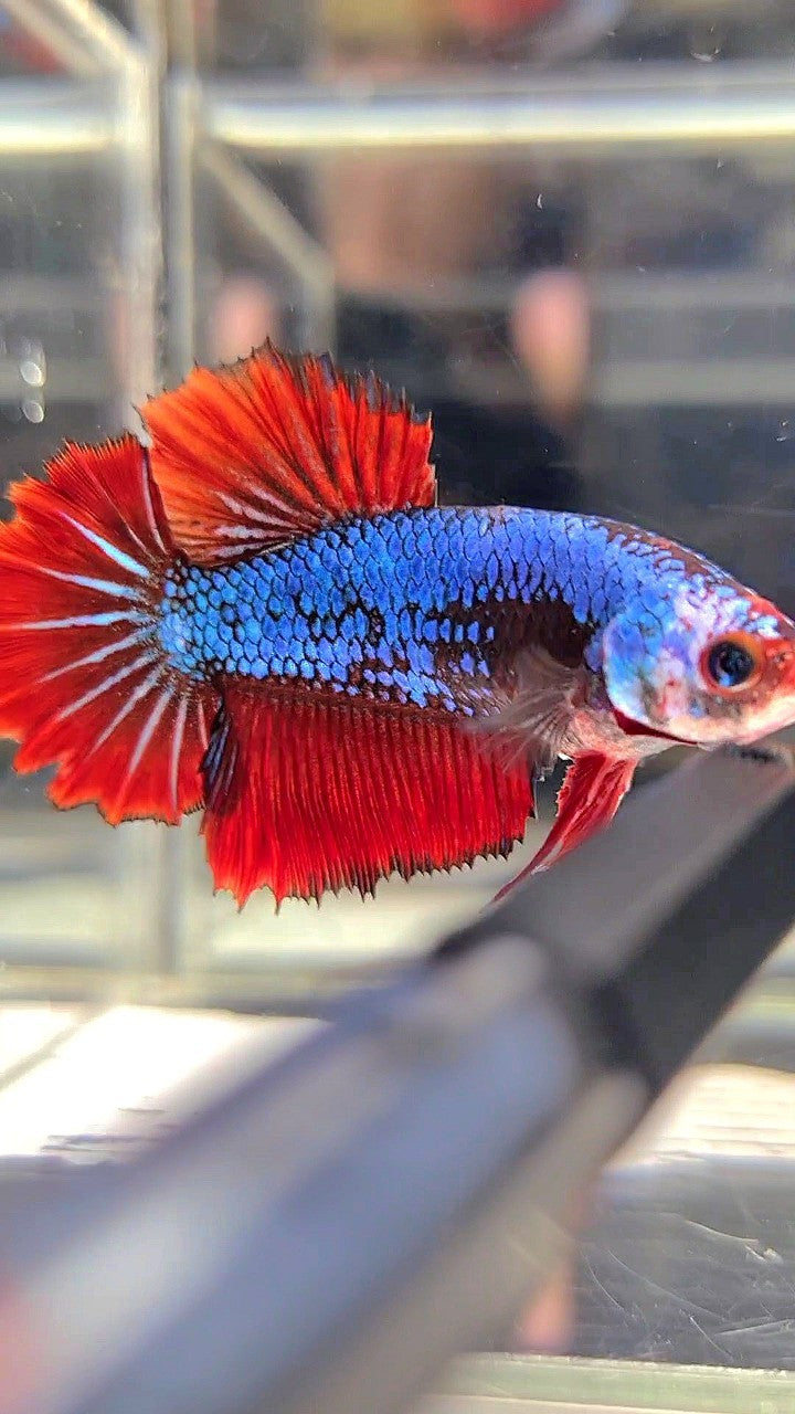 FEMALE HALFMOON ROSETAIL BLUE FANCY MULTICOLOR BETTA FISH