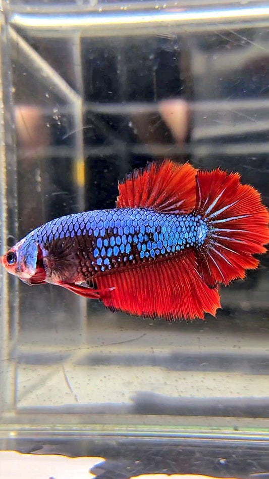 FEMALE HALFMOON ROSETAIL BLUE FANCY MULTICOLOR BETTA FISH