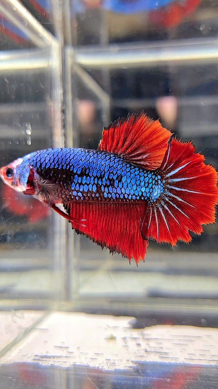 FEMALE HALFMOON ROSETAIL BLUE FANCY MULTICOLOR BETTA FISH