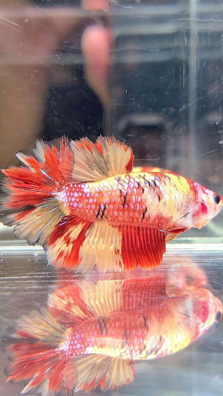 FEMALE HALFMOON ROSETAIL RED YELLOW ORANGE MULTICOLOR BETTA FISH