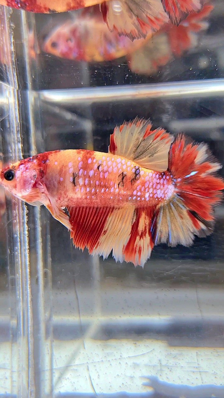 FEMALE HALFMOON ROSETAIL RED YELLOW ORANGE MULTICOLOR BETTA FISH