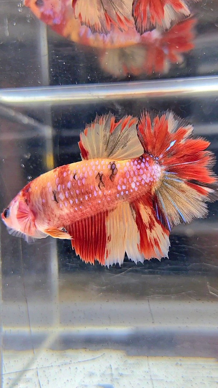 FEMALE HALFMOON ROSETAIL RED YELLOW ORANGE MULTICOLOR BETTA FISH