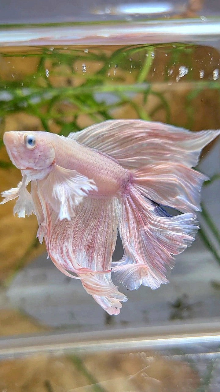 HALFMOON DOUBLE TAIL DUMBO EAR WHITE PINK FLAMINGGO BETTA FISH