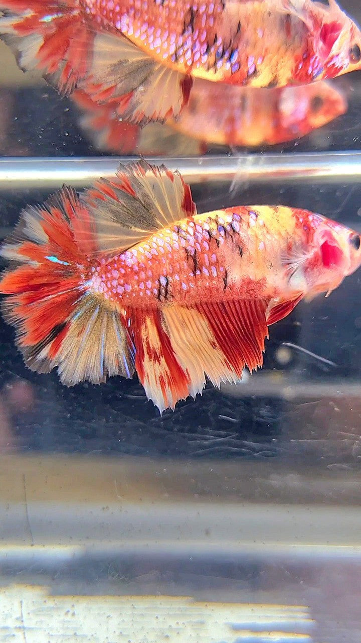 FEMALE HALFMOON ROSETAIL RED YELLOW ORANGE MULTICOLOR BETTA FISH