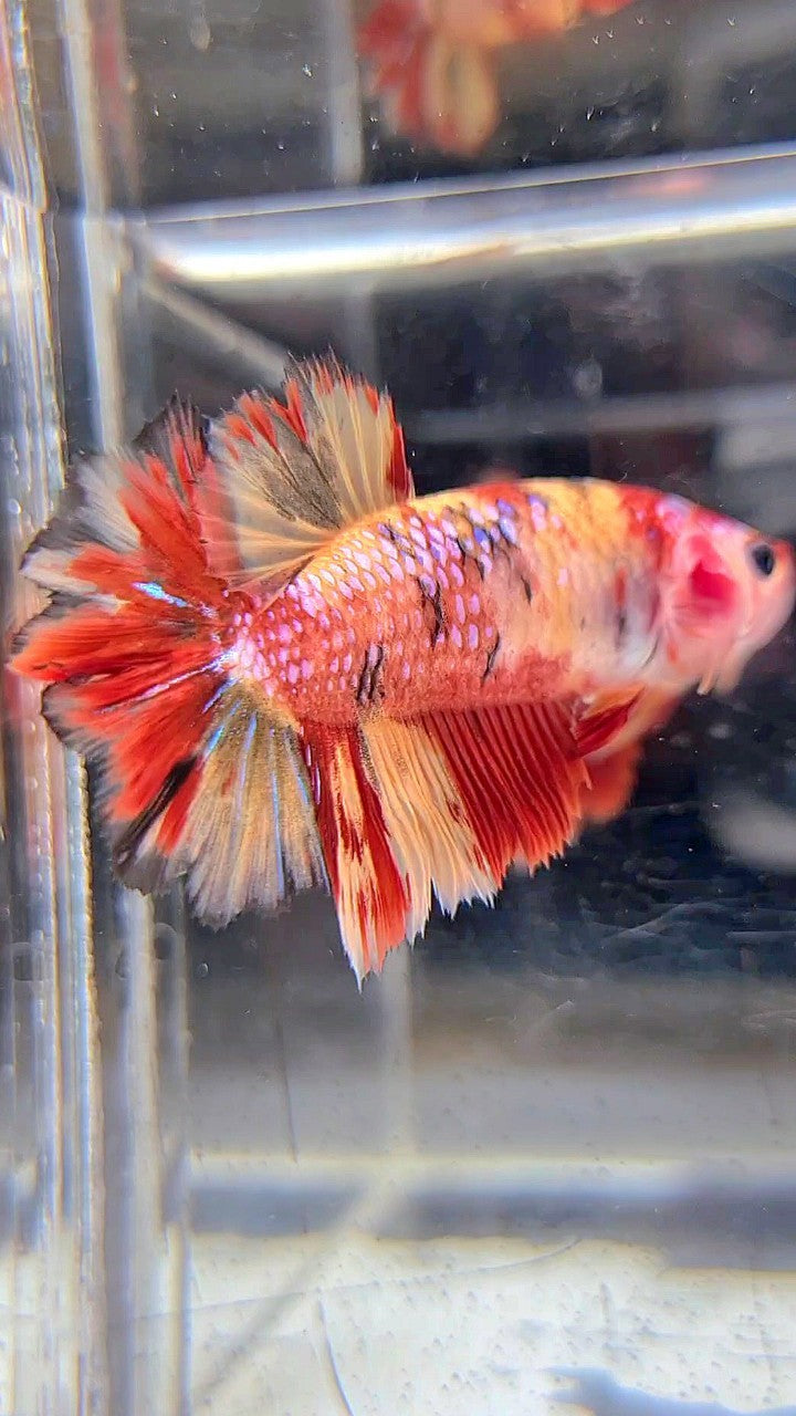 FEMALE HALFMOON ROSETAIL RED YELLOW ORANGE MULTICOLOR BETTA FISH