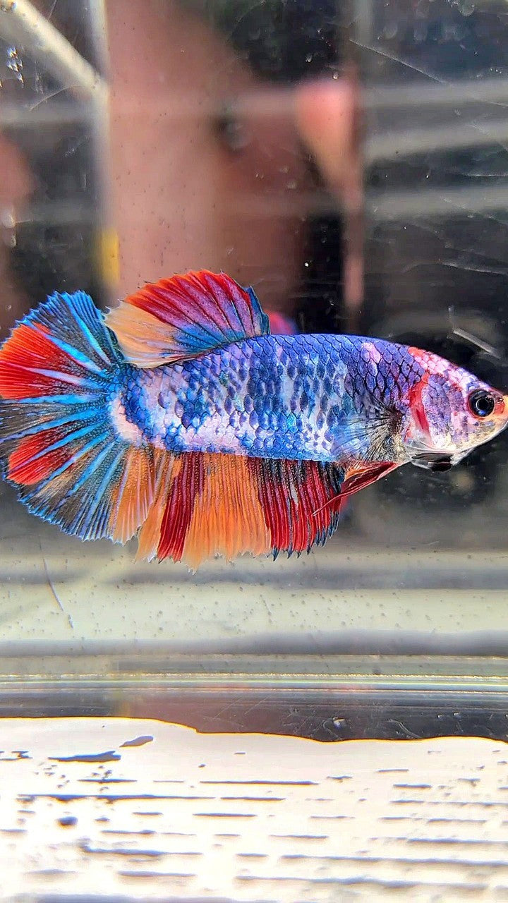 FEMALE HALFMOON ROSETAIL BLUE NEMO FANCY MULTICOLOR BETTA FISH