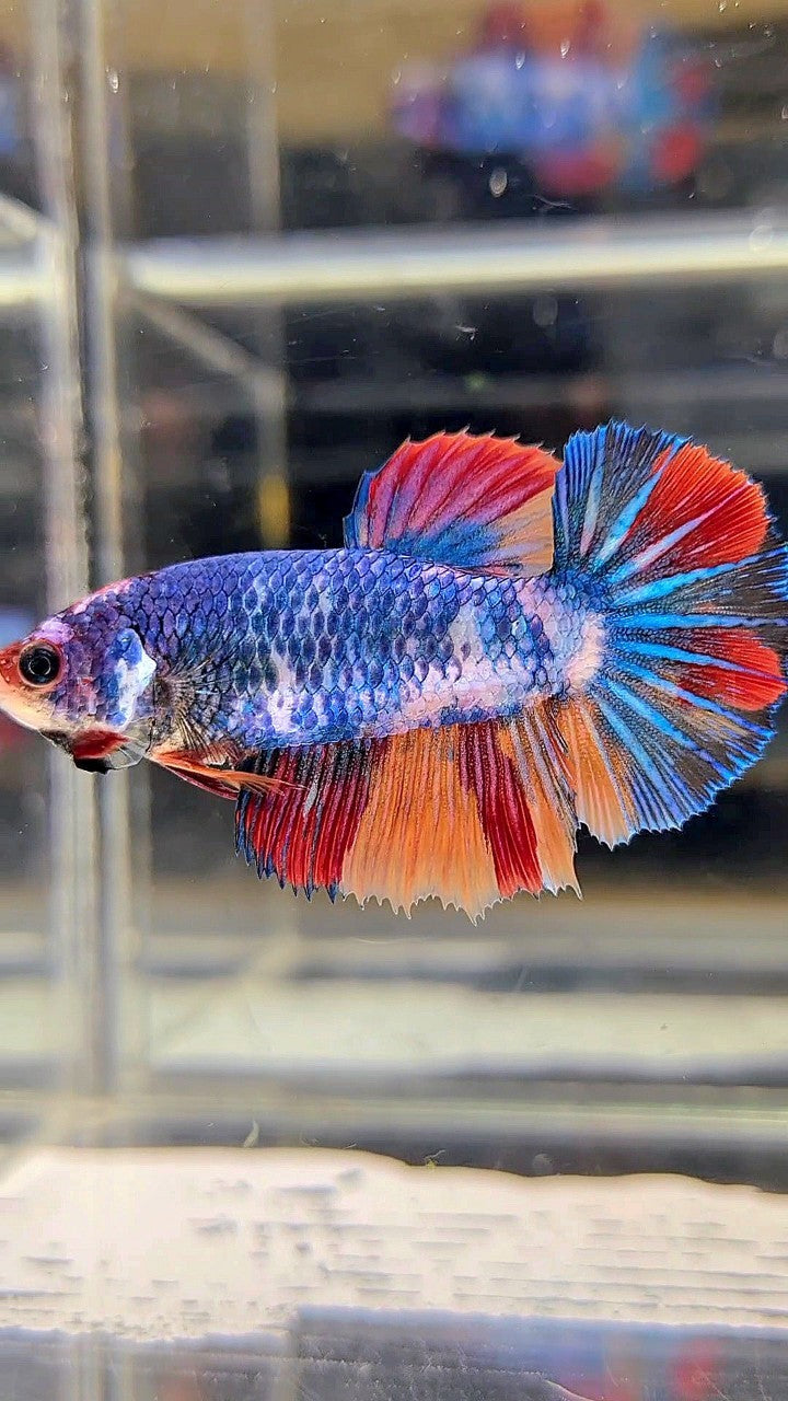 FEMALE HALFMOON ROSETAIL BLUE NEMO FANCY MULTICOLOR BETTA FISH