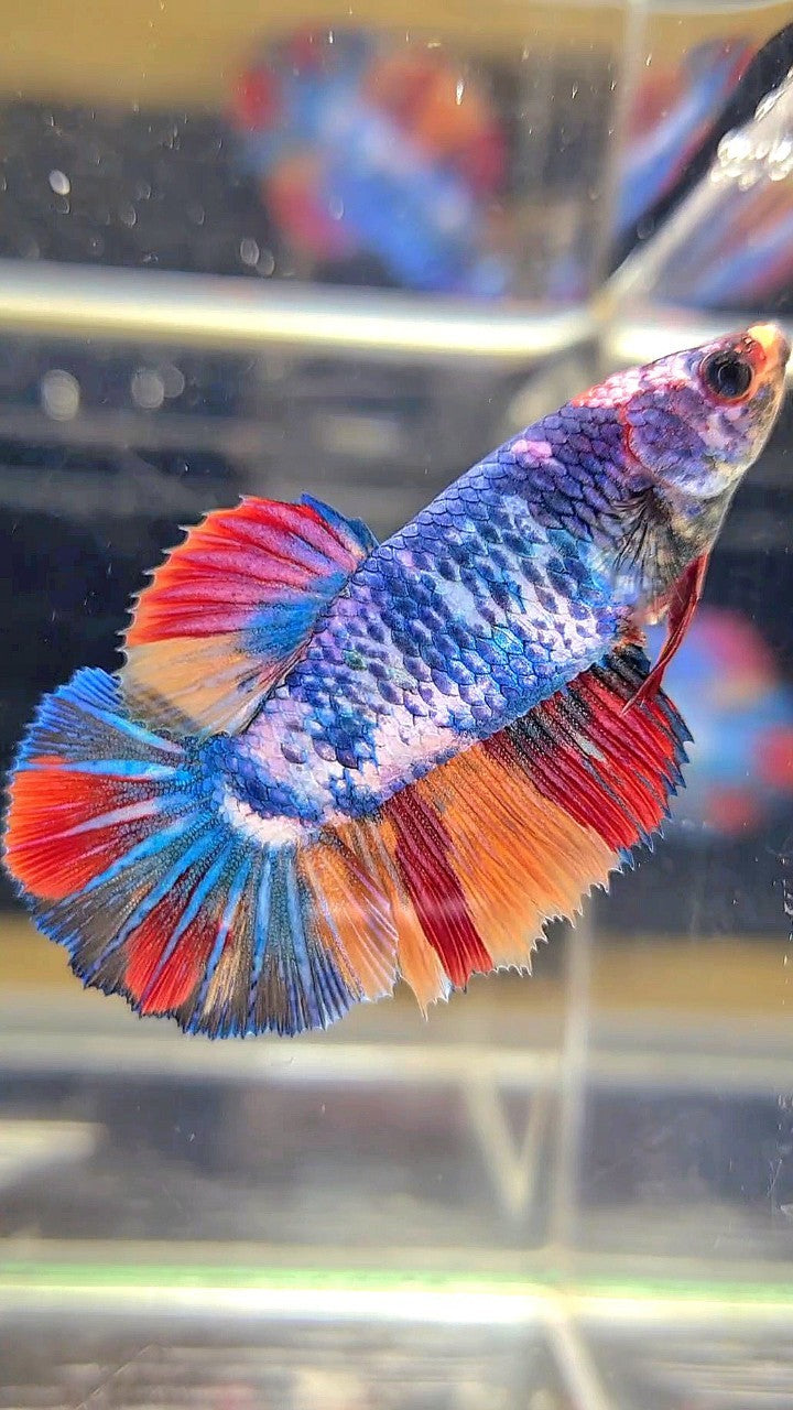 FEMALE HALFMOON ROSETAIL BLUE NEMO FANCY MULTICOLOR BETTA FISH