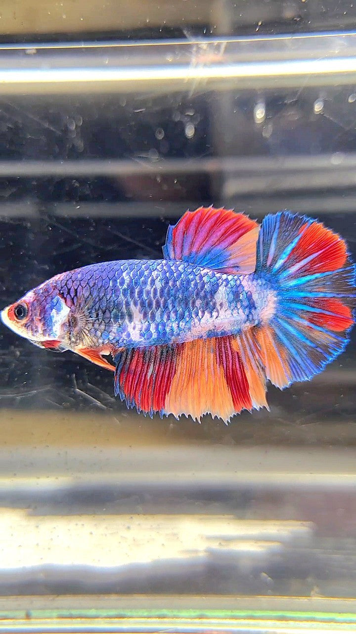 FEMALE HALFMOON ROSETAIL BLUE NEMO FANCY MULTICOLOR BETTA FISH