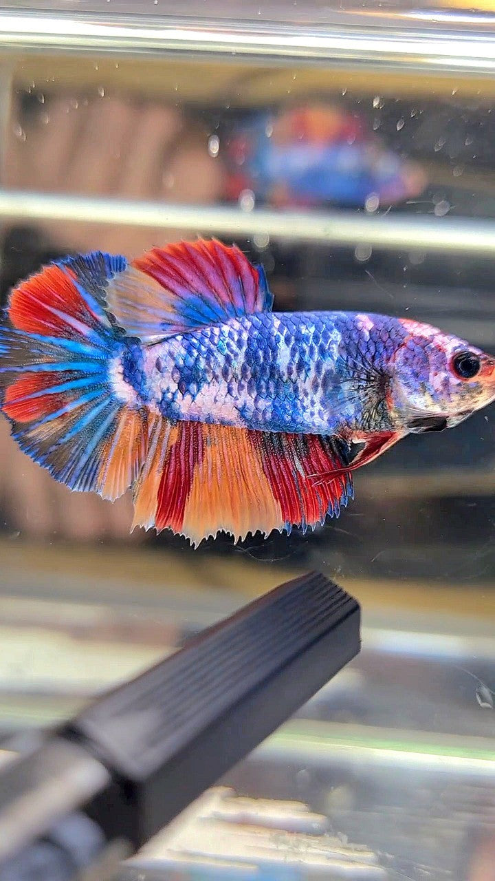 FEMALE HALFMOON ROSETAIL BLUE NEMO FANCY MULTICOLOR BETTA FISH