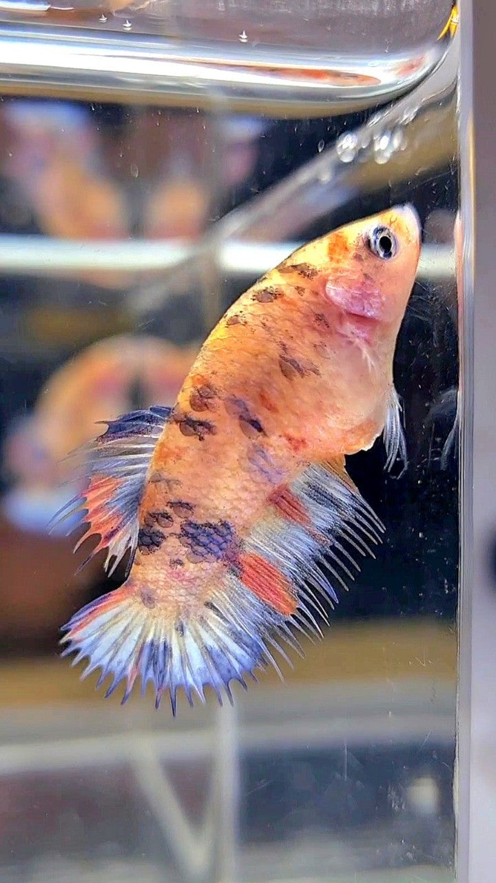 FEMALE CROWNTAIL KOI MULTICOLOR BETTA FISH