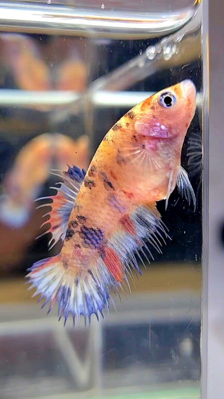 FEMALE CROWNTAIL KOI MULTICOLOR BETTA FISH