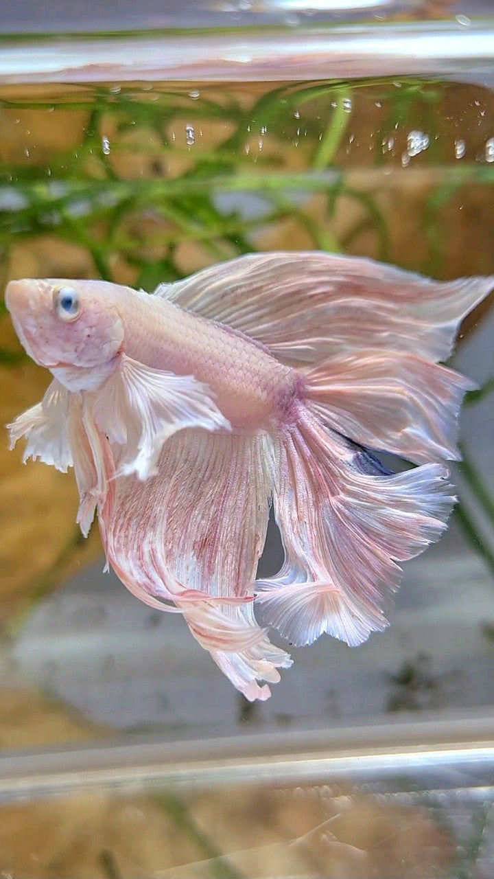 HALFMOON DOUBLE TAIL DUMBO EAR WHITE PINK FLAMINGGO BETTA FISH