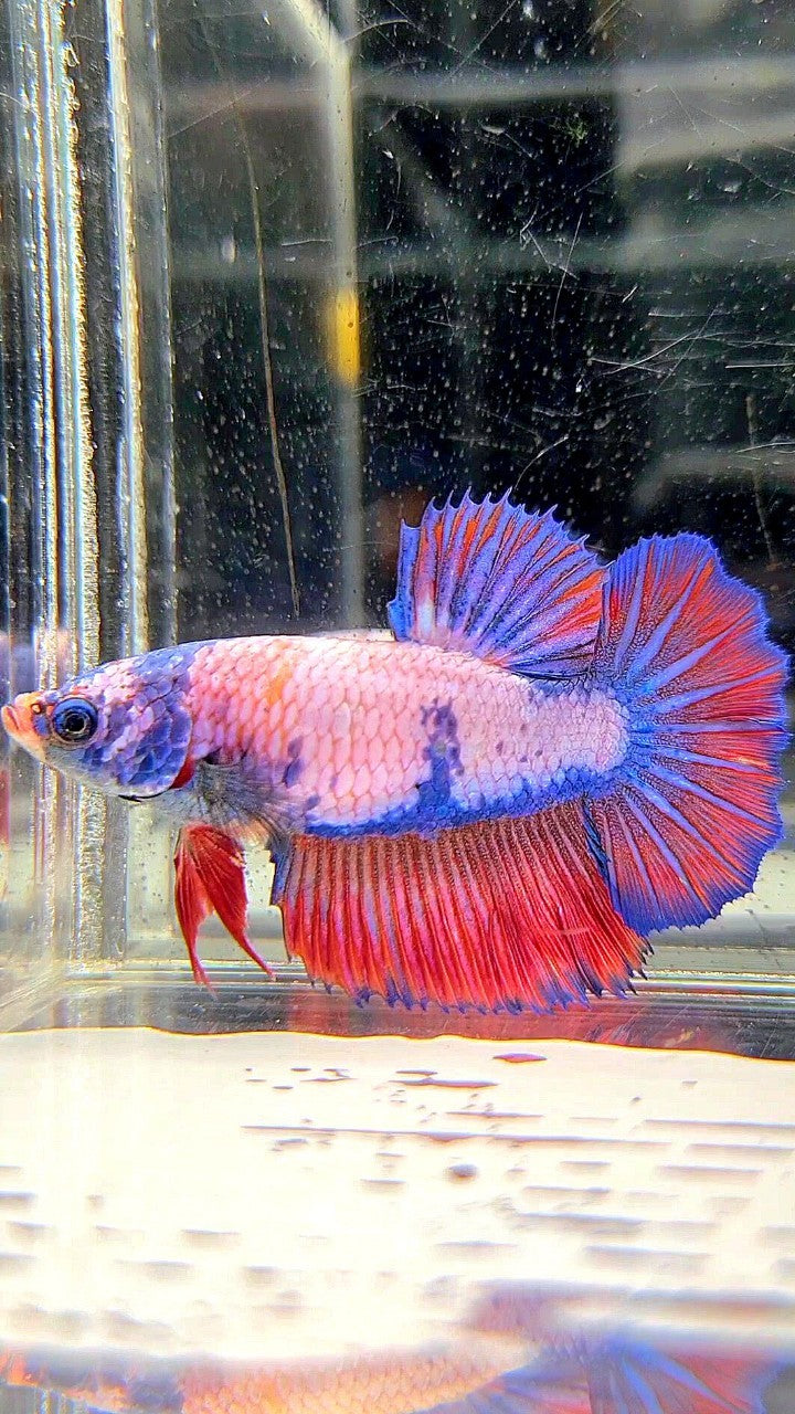 FEMALE HALFMOON ROSETAIL FANCY MULTICOLOR BETTA FISH