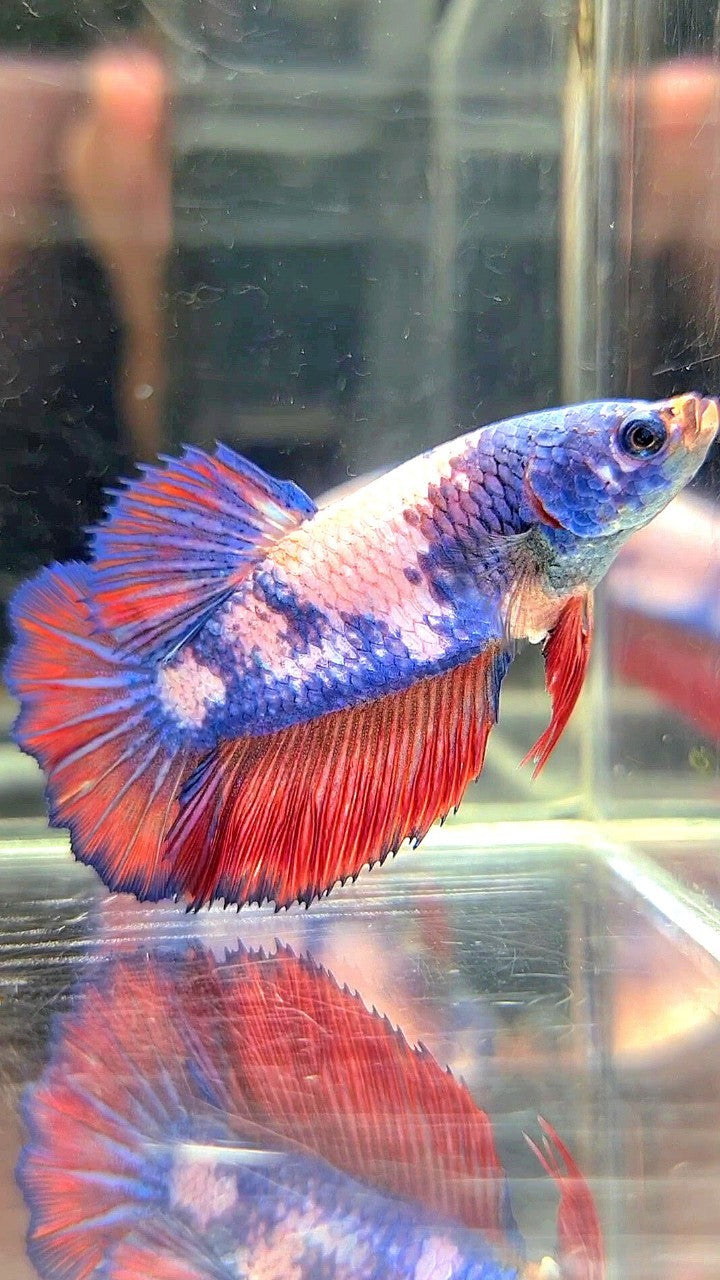 FEMALE HALFMOON ROSETAIL FANCY MULTICOLOR BETTA FISH