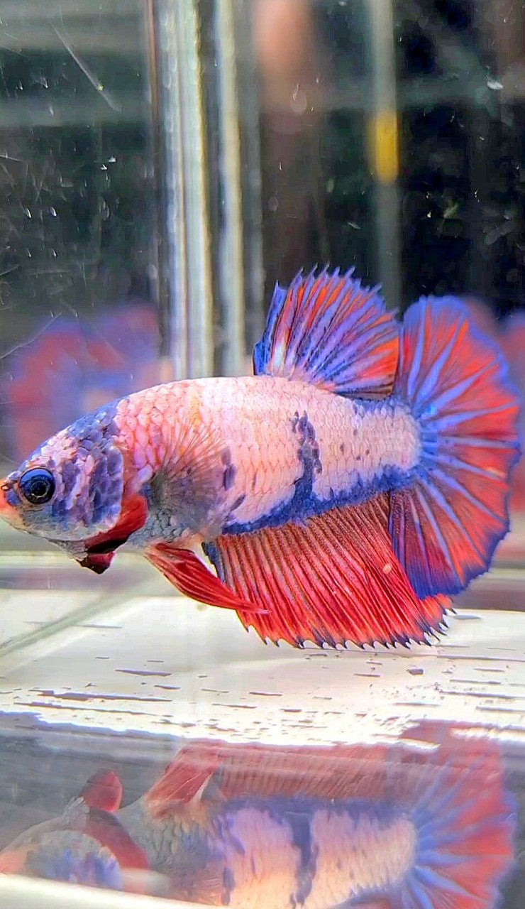 FEMALE HALFMOON ROSETAIL FANCY MULTICOLOR BETTA FISH