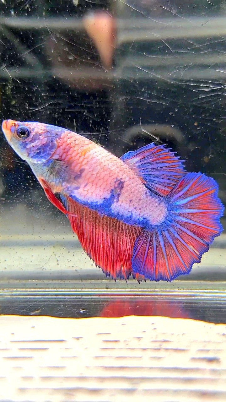 FEMALE HALFMOON ROSETAIL FANCY MULTICOLOR BETTA FISH