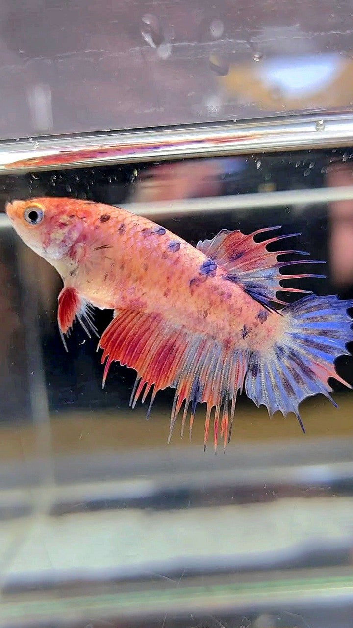 FEMALE CROWNTAIL PINK MULTICOLOR BETTA FISH