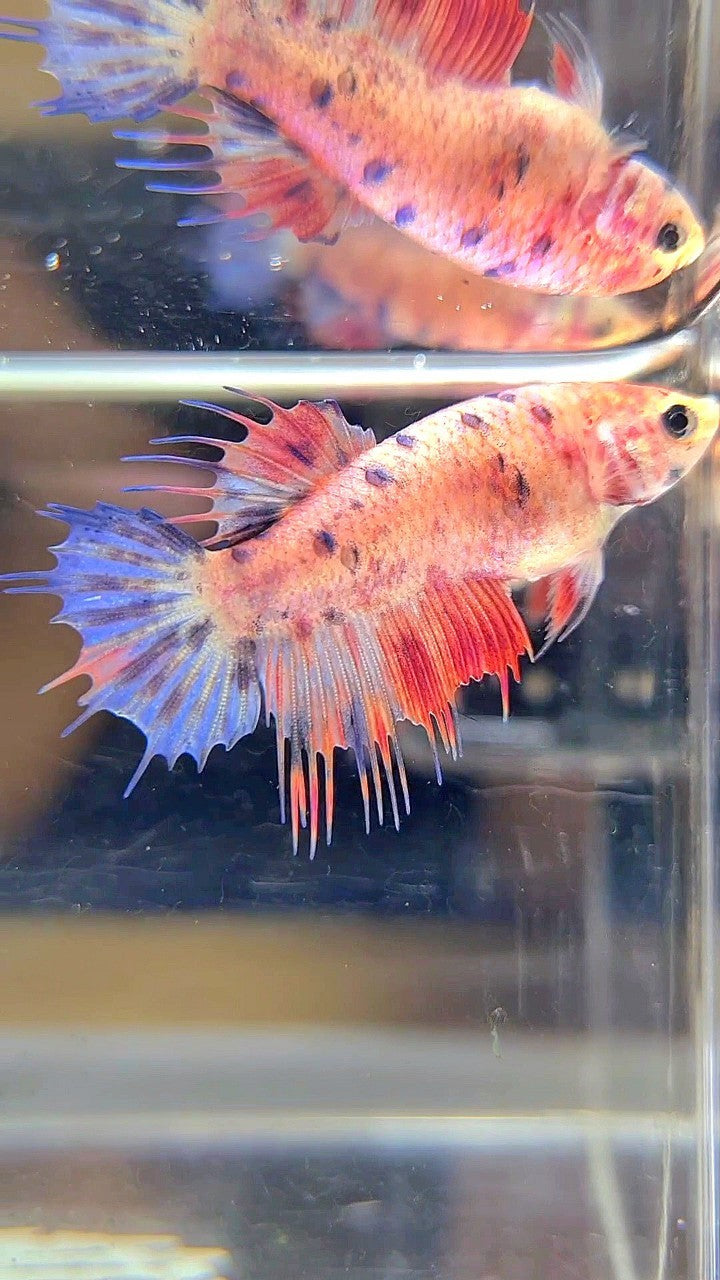 FEMALE CROWNTAIL PINK MULTICOLOR BETTA FISH