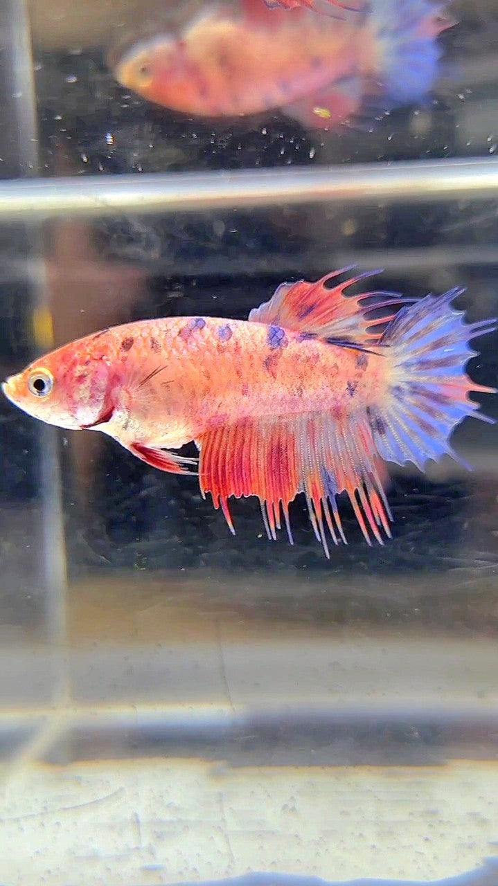 FEMALE CROWNTAIL PINK MULTICOLOR BETTA FISH