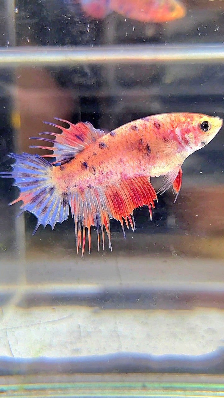 FEMALE CROWNTAIL PINK MULTICOLOR BETTA FISH