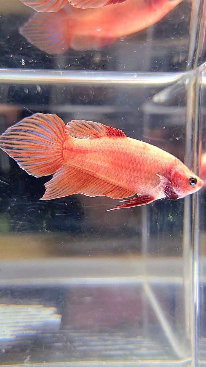 FEMALE VEILTAIL SUPER RED BETTA FISH