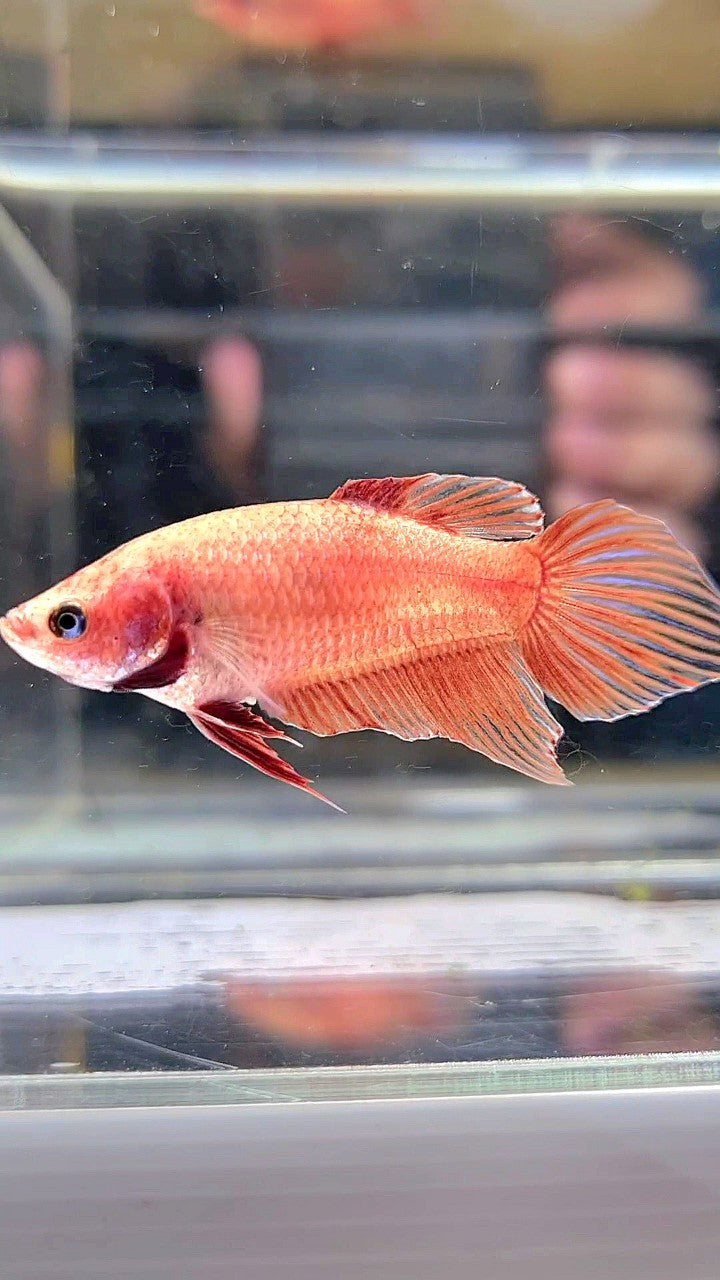 FEMALE VEILTAIL SUPER RED BETTA FISH