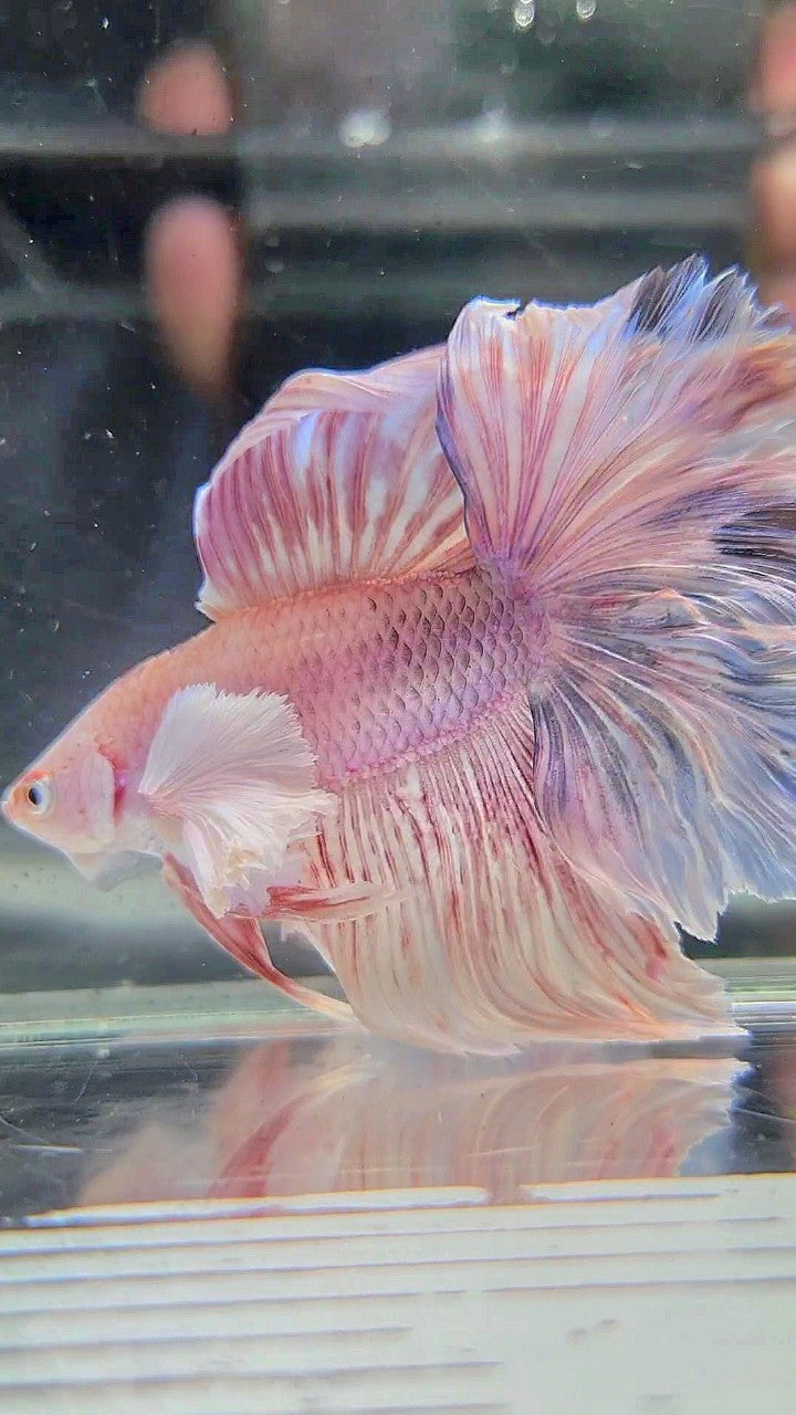 HALFMOON DOUBLE TAIL DUMBO EAR WHITE PINK FLAMINGGO BETTA FISH