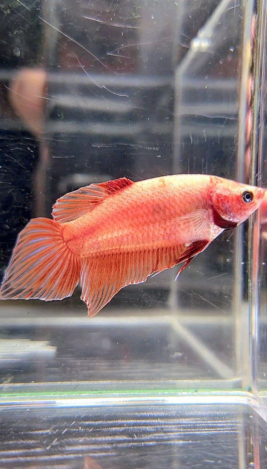 FEMALE VEILTAIL SUPER RED BETTA FISH