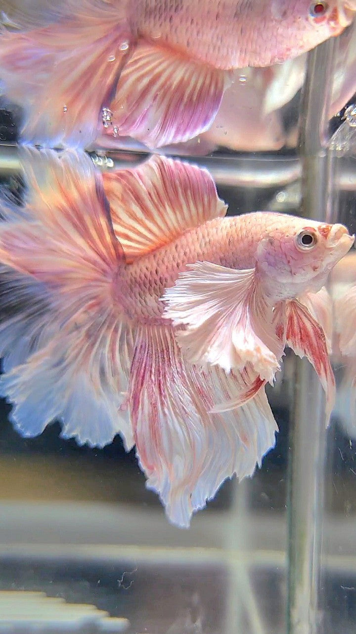 HALFMOON DOUBLE TAIL DUMBO EAR WHITE PINK FLAMINGGO BETTA FISH