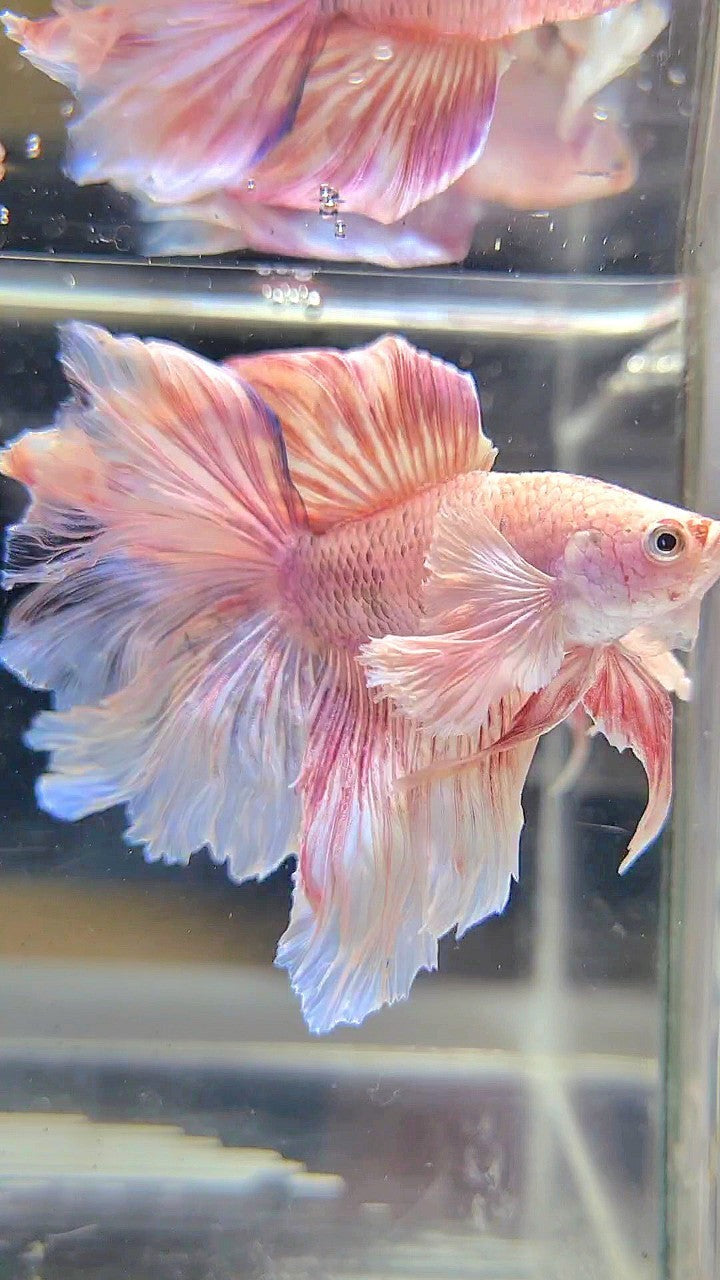 HALFMOON DOUBLE TAIL DUMBO EAR WHITE PINK FLAMINGGO BETTA FISH