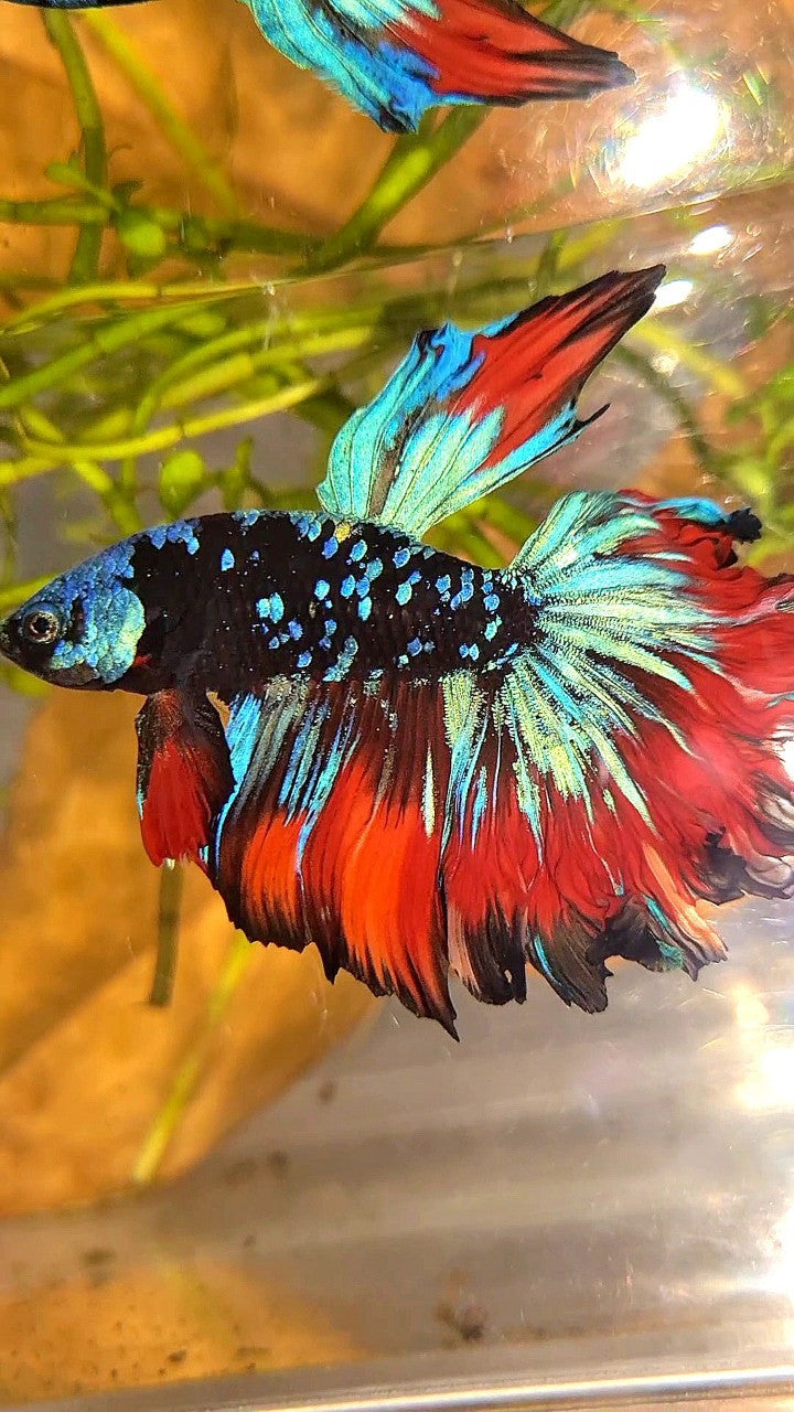 HALFMOON ROSETAIL BLACK GALAXY BLUE AVATAR VAMPIRE BETTA FISH